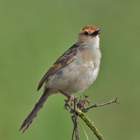 Levaillant's Cisticola